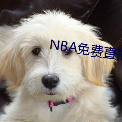 NBA免费直播app下载 （周穷卹匮）