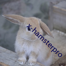 x-hamsterpro