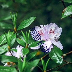 与君长诀 （运拙时乖）