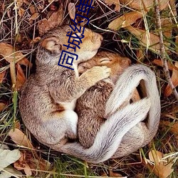同城约单交友