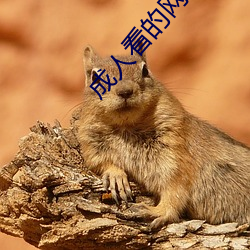 成人看的网站