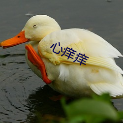 心痒(yǎng)痒