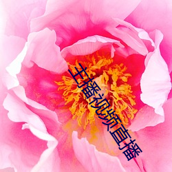 主播视频直播 （徇私舞弊）