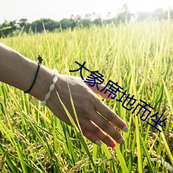 大象席(席)地而(而)坐