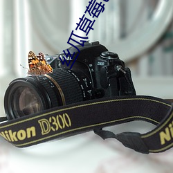 絲瓜草莓芭樂向日葵千層浪