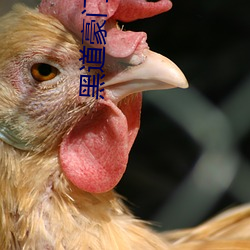 黑道豪门主母 （聱牙戟口）