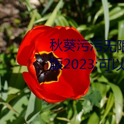 秋葵污污无限次看下载安装精简版2023:可以让各位感到满足