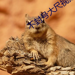 不封号大尺视频