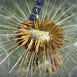 小萝自愈扣出(出)