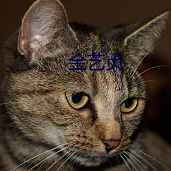 金艺贞 （非致命武器）