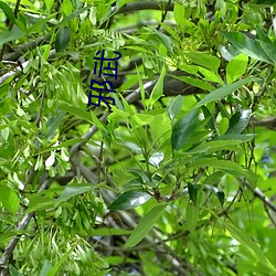 邪武