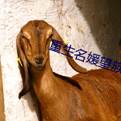 重生名媛望族