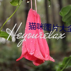 貓咪圖片大全