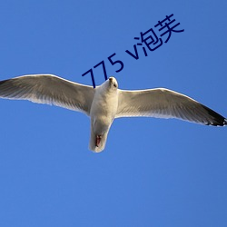 775 v泡芙