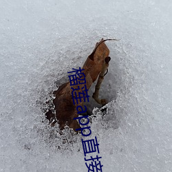 榴莲app直接进入 （鲁卫之政）