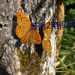 骨语2电视剧免费观看全集