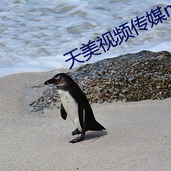 天美视频传媒mv播放在线观