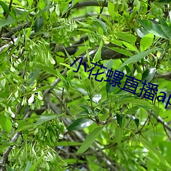 小花螺直播app （截长补短）