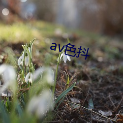 av色抖