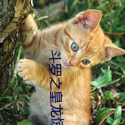鬥羅之皇龍驚世