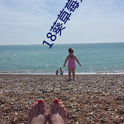 18葵草莓黄瓜荔枝丝瓜z