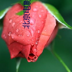 北京电影院排(排)片(片)表