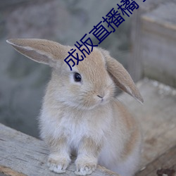 成版直播橘子app软件
