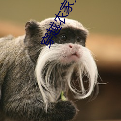 穿越农家三兄弟的幸福生活