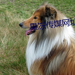 果冻传媒网址