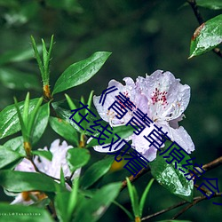 《青青草原綜合久久大伊人精品》電影完整版在線觀看