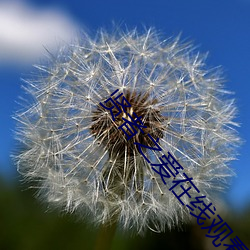 贤(賢)者之爱在线(線)观看完(完)整版