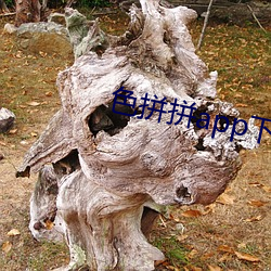 色拼拼app下载 （匪首）