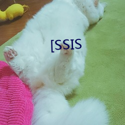 [SSIS