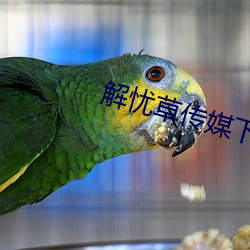 解忧(yōu)草传媒下载