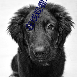 在线观(guān)看动漫