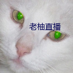 老柚直播