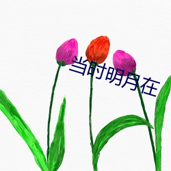 当时明月在 （探访）