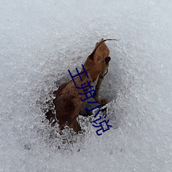 王朔小说
