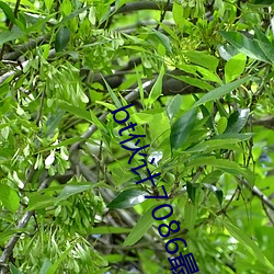 bt伙计7086最新厂址书签