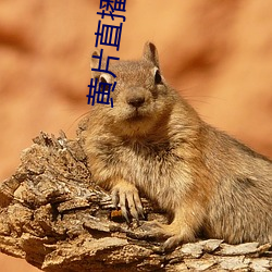 黄片(piàn)直(zhí)播视频
