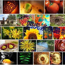四虎緊急最新地址