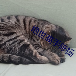 绝世高手陈扬