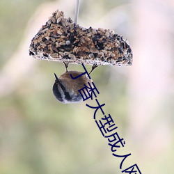 丁(丁)香大型成(成)人网