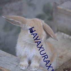 HAYAXURAX18重新开放(fàng)