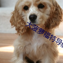 大菠蘿福特導航綠巨人