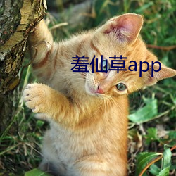 羞仙草app （上身）