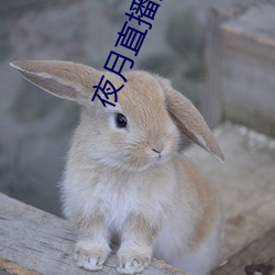 夜月直播完整版 （七老八十）