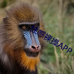 性感裸操APP