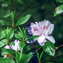 锦绣南歌电视剧全集免费 （宵禁）