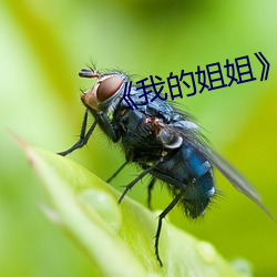 《我的姐姐(jiě)》影片